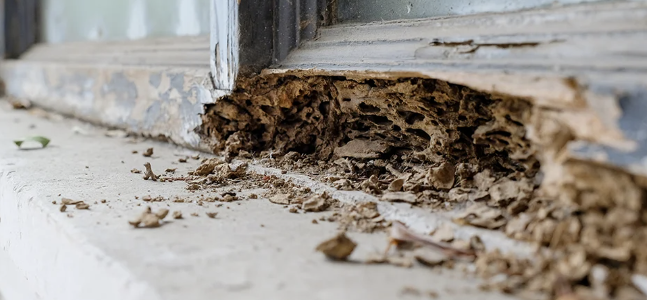 Jasa Anti Rayap: Solusi Efektif Melindungi Rumah dari Kerusakan Serius